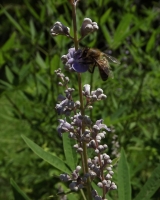 pchela_na_vitex_1.jpg