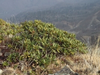 Имя файла=rododendrony_4.jpg
Размер файла=311КБ
Размеры=900x675
Дата=Нояб 16, 2014 rododendrony_4.jpg