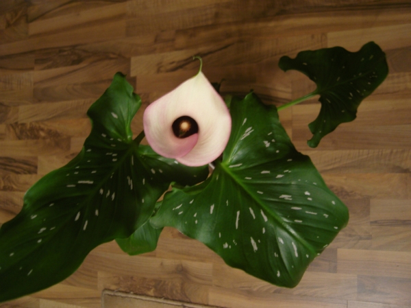 Calla elliottiana Captain Rosette
