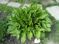 Hosta_1_.jpg