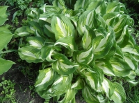 Hosta_2_.jpg