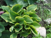 Hosta_3_.jpg