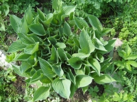 Hosta_4_.jpg