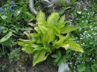 Hosta_6_.jpg