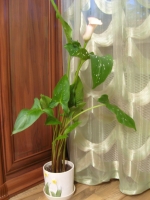 Имя файла=calla_3.jpg
Размер файла=316КБ
Размеры=750x1000
Дата=Апр 23, 2010 calla_3.jpg