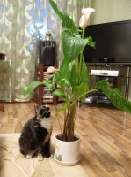 Имя файла=calla_4.jpg
Размер файла=349КБ
Размеры=748x1000
Дата=Май 06, 2010 calla_4.jpg