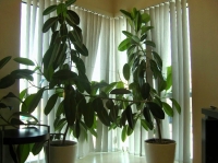 Имя файла=ficus_3-1.jpg
Размер файла=146КБ
Размеры=1000x748
Дата=Янв 24, 2011 ficus_3-1.jpg