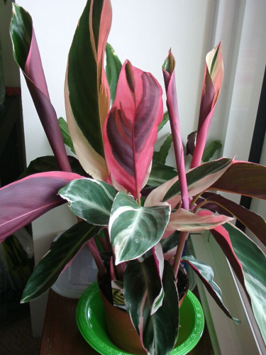 Stromanthe sanguinea 'Triostar' фото Mulyarina
