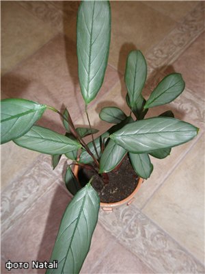 Ctenanthe setosa 'Grey Star' фото Natali
