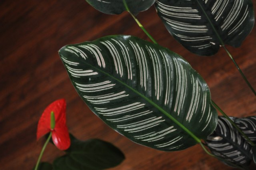 Calathea ornata Калатея Украшенная Фото Tanya

