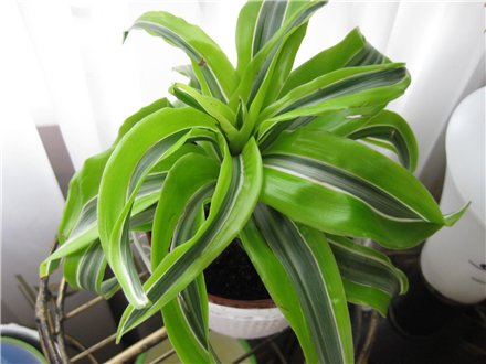 Драцена душистая Dracaena  fгаgrans Lemon Surprise Фото Алевтина
