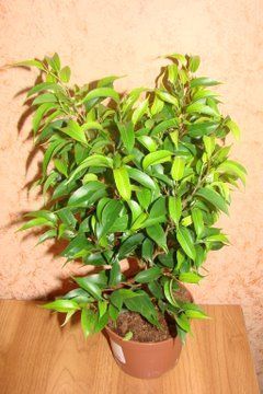 Фикус Бенджамина Наташа (Ficus benjamina Natasja)
Фото из коллекции Лера77
Ключевые слова: Фикус Бенджамина Наташа Ficus benjamina Natasja