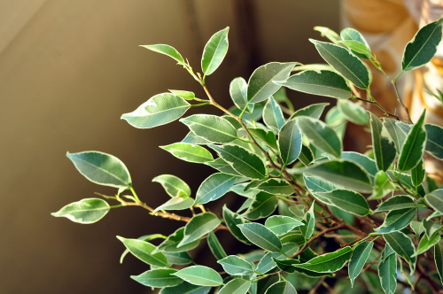 Фикус Бенджамина Нина (Ficus benjamina Nina)
Фото из коллекции Small Lynx
Ключевые слова: Фикус Бенджамина Нина Ficus benjamina Nina