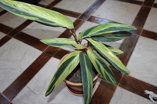 Stromanthe sanguinea 'Horticolor' фото Жанна М
