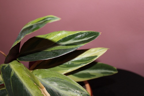 Stromanthe sanguinea 'Horticolor' фото Жанна М
