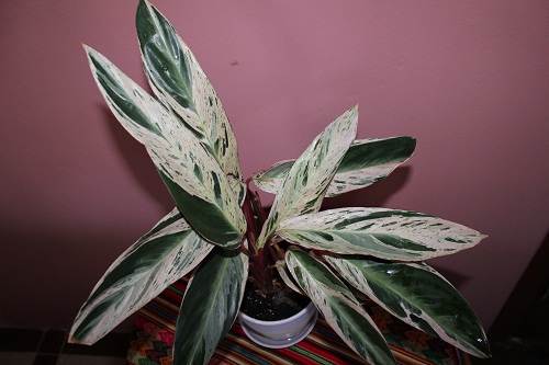 Stromanthe sanguinea 'Multicolor'  фото Жанна М
