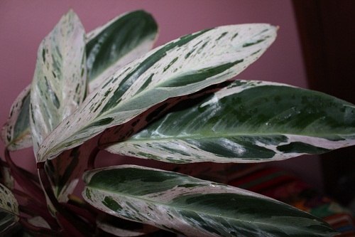 Stromanthe sanguinea 'Multicolor'  фото Жанна М
