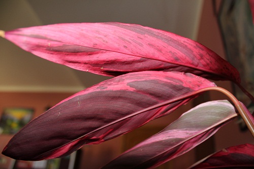 Stromanthe sanguinea 'Multicolor'  фото Жанна М
