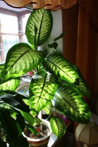 Dieffenbachia maculata 'Tropic sun'
Фото Ssvet
Ключевые слова: Dieffenbachia maculata 'Tropic sun'