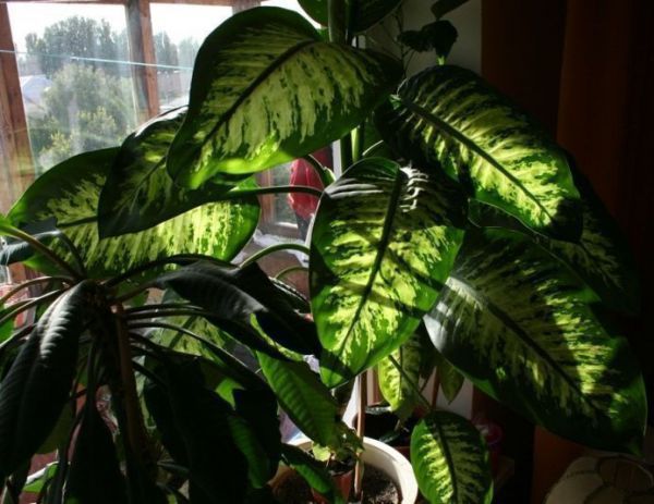 Dieffenbachia maculata 'Tropic sun'
Фото Ssvet
Ключевые слова: Dieffenbachia maculata 'Tropic sun'