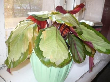 Calathea roseopicta  'Rosastar' Фото  Kri-Kri
