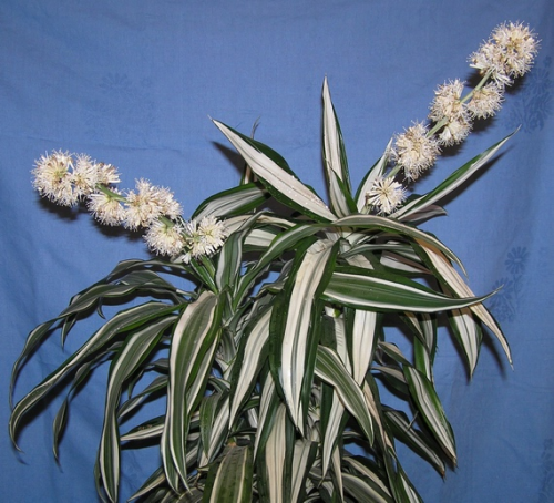 Драцена деременская или деремская  Dracaena deremensis Engl. White Jewel   Фото марика 
