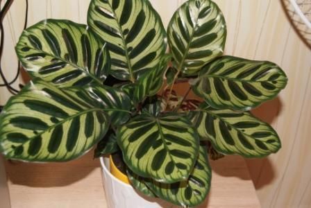 Calathea makoyana Калатея Макоя Фото Катеринка
