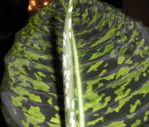 Dieffenbachia maculata 'Reflector'
Фото escadario
Ключевые слова: Dieffenbachia maculata 'Reflector'
