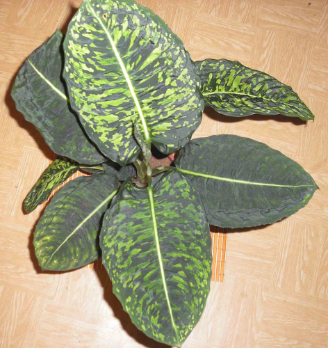 Dieffenbachia maculata Sorte 'Reflector'
Фото escadario
Ключевые слова: Dieffenbachia maculata 'Reflector'