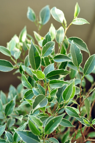 Фикус Бенджамина Нина (Ficus benjamina Nina)
Фото из коллекции Small Lynx
Ключевые слова: Фикус Бенджамина Нина Ficus benjamina Nina