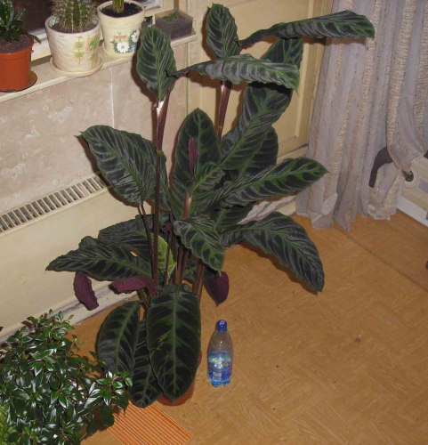 Calathea warscewiczii Фото escadario
