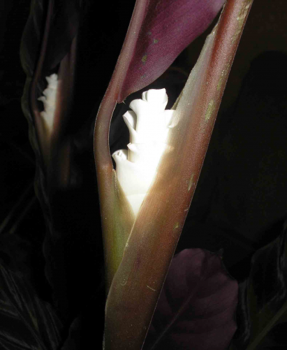 Calathea warscewiczii Фото escadario
