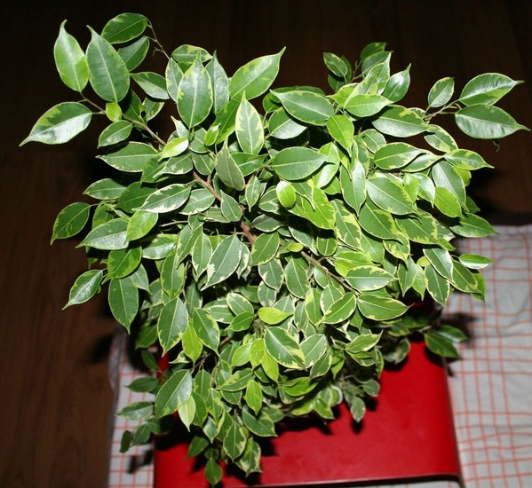 Фикус Бенджамина Кинки  (Ficus benjamina Kinky)
Фото из коллекции  siniorita
Ключевые слова: Фикус Бенджамина Кинки Ficus benjamina Kinky