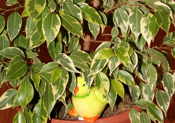 Фикус Бенджамина Кинки  (Ficus benjamina Kinky)
Фото из коллекции  siniorita
Ключевые слова: Фикус Бенджамина Кинки Ficus benjamina Kinky