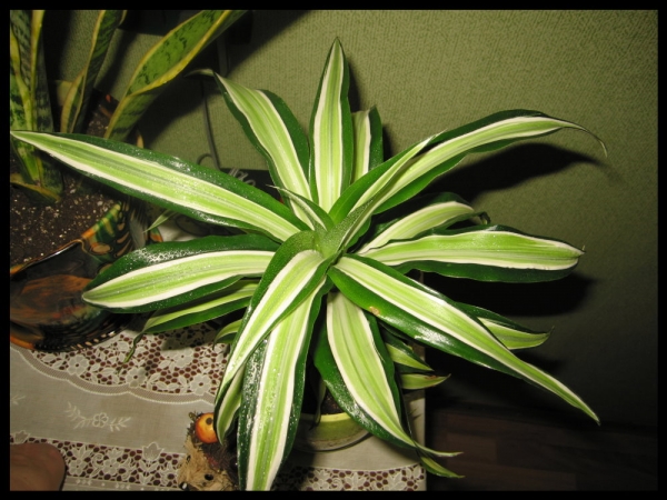 Драцена деременская или деремская  Dracaena deremensis Engl. Malaika.  Фото Fibi
