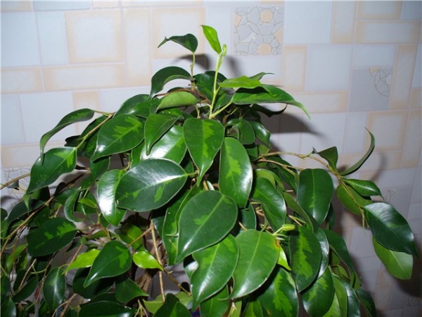 Фикус Бенджамина Денилайт (Ficus benjamina Denylight)
Фото из коллекции Югра
Ключевые слова: Фикус Бенджамина Денилайт Ficus benjamina Denylight