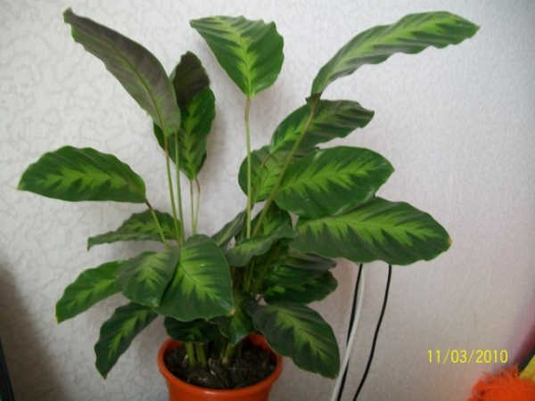 Calathea lietzei Фото Ксень
