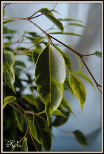 Фикус Бенджамина Голден Кинг (Ficus benjamina Golden King)
Фото из коллекции KIra
Ключевые слова: Фикус Бенджамина Голден Кинг Ficus benjamina Golden King