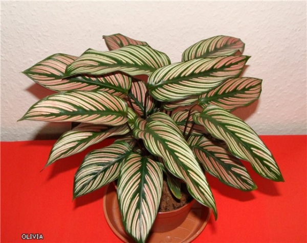 Calathea majestica 'White Star' Калатея Мажестика Фото Olivia
