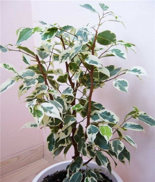 Фикус Бенджамина Старлайт (Ficus benjamina Starlight)
Фото из коллекции  Алёна
Ключевые слова: Фикус Бенджамина Старлайт Ficus benjamina Starlight