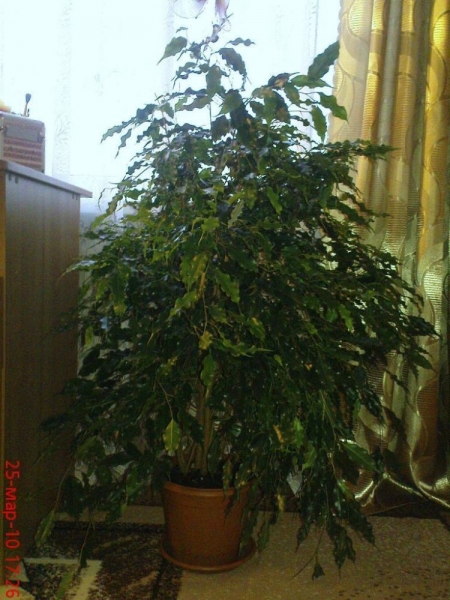 Фикус Бенджамина Моник  (Ficus benjamina Monique)
Фото из коллекции  Leha
Ключевые слова: Фикус Бенджамина Моник Ficus benjamina Monique