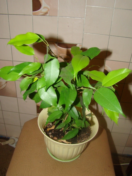 Фикус Бенджамина Эстер (Ficus benjamina Ester)
Фото из коллекции Marinchik
Ключевые слова: Фикус Бенджамина Эстер Ficus benjamina Ester