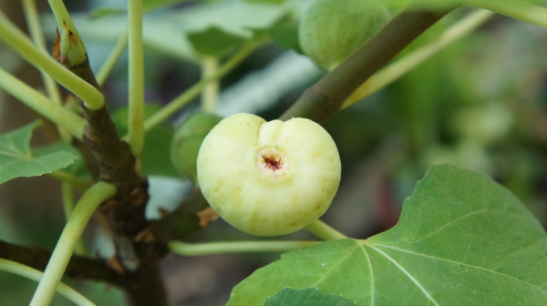 Фикус карика ,инжир (Ficus carica)
Фото из коллекции Vlada_68
Ключевые слова: Фикус карика ,инжир Ficus carica