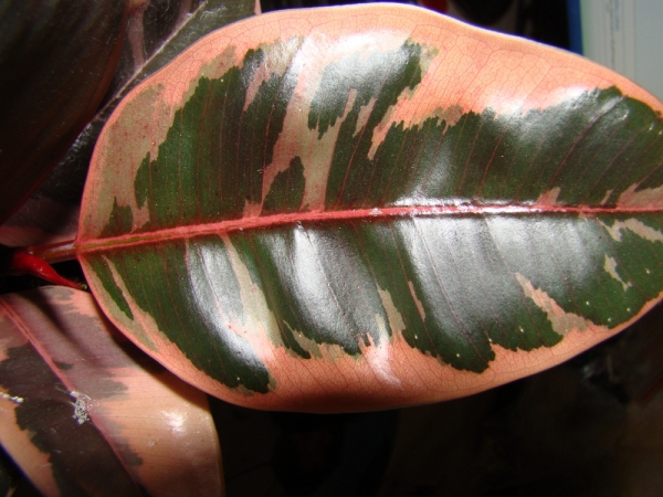 Фикус каучуконосный, эластичный Белиз (Ficus elastica  'Belize') 
Фото из коллекции Marinchik
Ключевые слова: Фикус каучуконосный, эластичный Белиз Ficus elastica 'Belize'