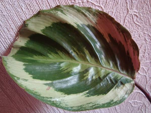 Calathea roseopicta "Marion"
Фото леля 111
Ключевые слова: Calathea roseopicta калатея розеопикта Марион