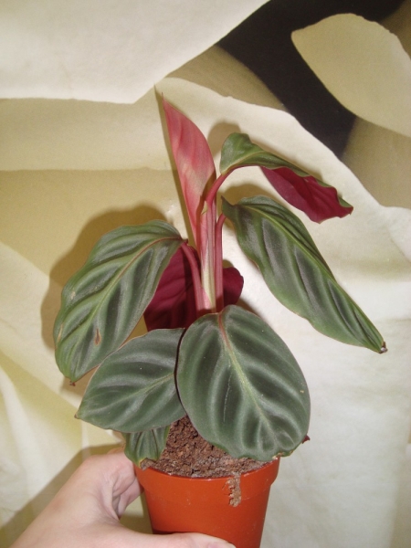 Calathea ecuadoriana 'Red Tiger
Фото леля 111
Ключевые слова: Calathea ecuadoriana 'Red Tiger калатея Ред Тигр