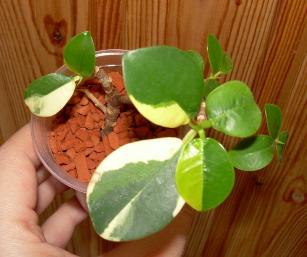  Ficus microcarpa f. Green Island Variegata
Фото из коллекции ve3un4ik
Ключевые слова: Ficus microcarpa f. Green Island Variegata фикус микрокарпа Грин Айленд вариегата