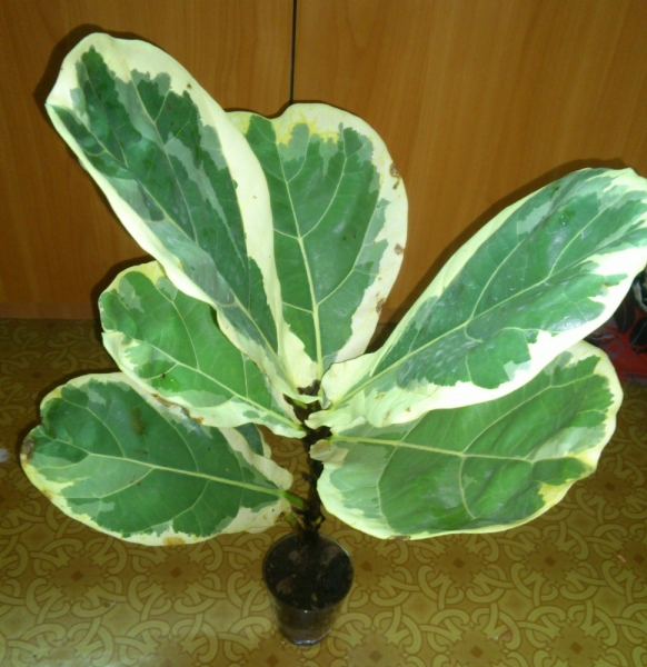 Ficus lyrata f. variegata
Фото из коллекции ve3un4ik
Ключевые слова: Ficus lyrata f. variegata Фикус лировидный вариегатный