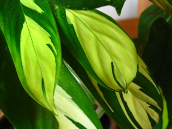 Ctenanthe lubbersiana 'Golden Mosaic' Ктенанта Лубберса фото вишенка
