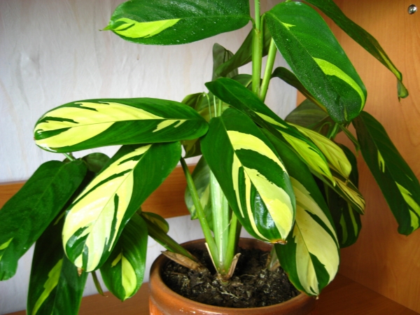Ctenanthe lubbersiana 'Golden Mosaic' Ктенанта Лубберса фото вишенка
